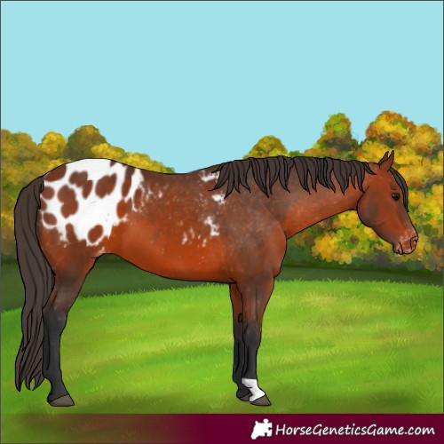 Horse Color:Bay Appaloosa 