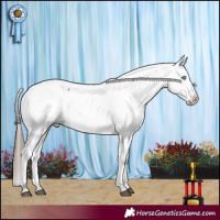 Horse Color:Black Splash Appaloosa 