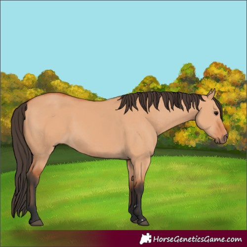 Horse Color:Bay Dun 