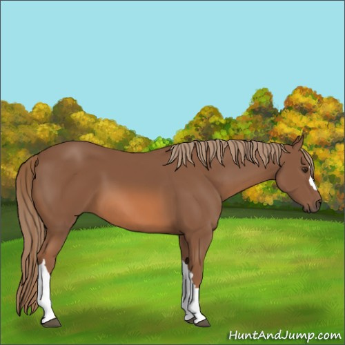 Horse Color:Chestnut 