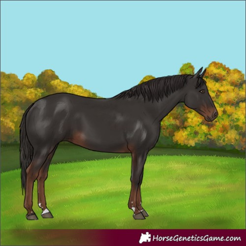Horse Color:Liver Chestnut 