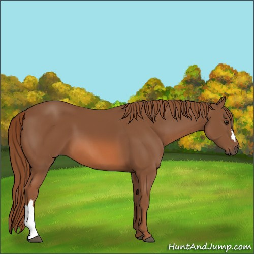 Horse Color:Chestnut 