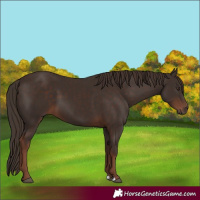 Horse Color:Liver Chestnut 