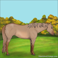 Horse Color:Red Dun 