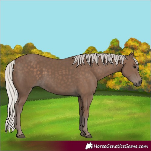 Horse Color:Silver Black