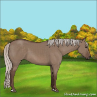 Horse Color:Silver Grullo