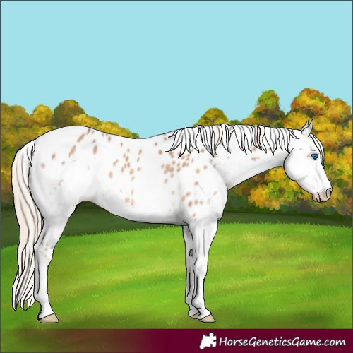 Horse Color:Chocolate Palomino Roan Splash Leopard 