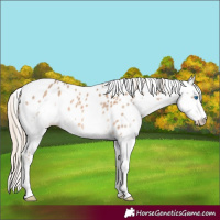 Horse Color:Chocolate Palomino Roan Splash Leopard 