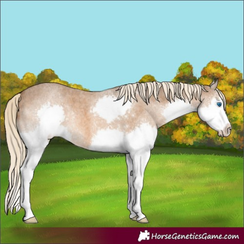 Horse Color:Chocolate Palomino Roan Splash
