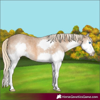 Horse Color:Chocolate Palomino Roan Splash 