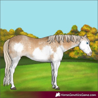 Horse Color:Chocolate Palomino Splash 