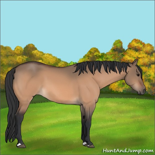 Horse Color:Bay Dun 