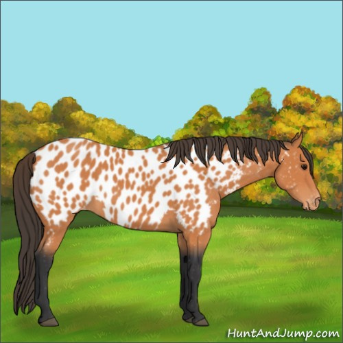 Horse Color:Bay Appaloosa
