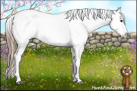 Horse Color:Smoky Black Near Leopard 