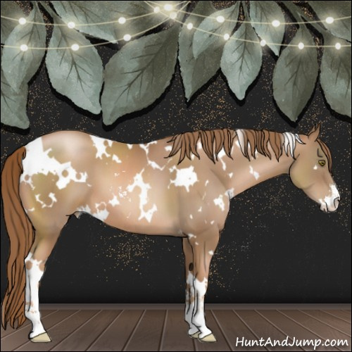 Horse Color:White Spotted Liver Chestnut Pearl Sabino 