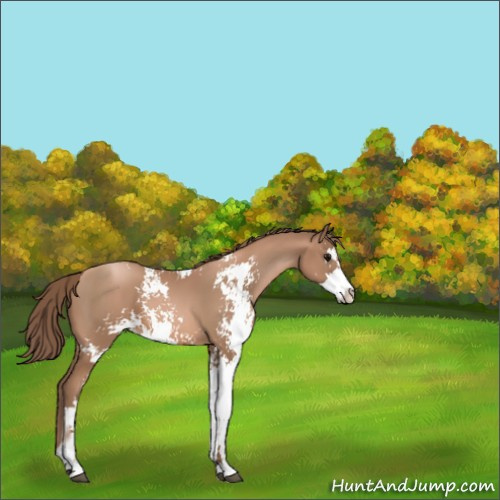 Horse Color:Black Pearl Sabino 