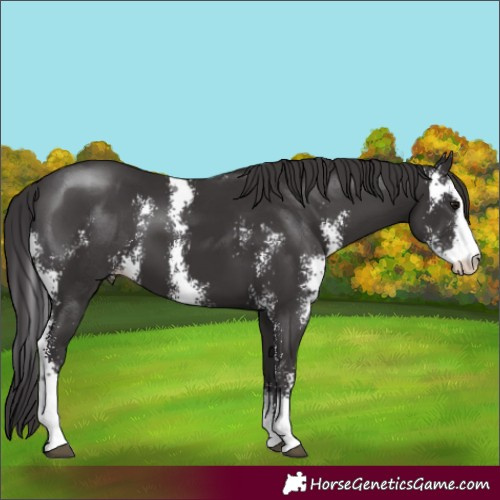 Horse Color:Smoky Black Sabino 