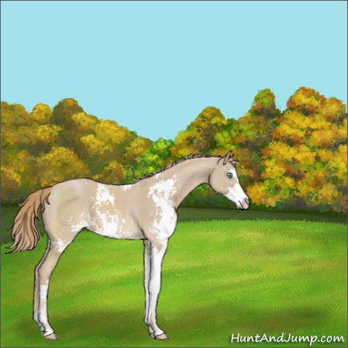 Horse Color:Smoky Creme Sabino 