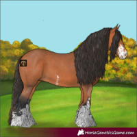 Horse Color:Bay Sabino 