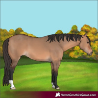 Horse Color:Bay Dun