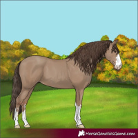 Horse Color:Classic Champagne