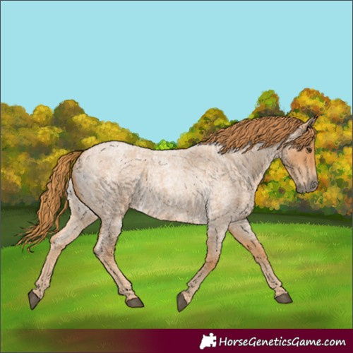 Horse Color:Unknown 