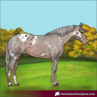 Horse Color:White Spotted Liver Chestnut Appaloosa 