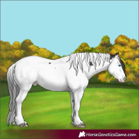 Horse Color:Black Splash Tobiano