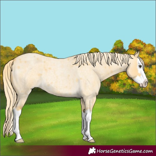 Horse Color:Palomino Roan Dun Splash 