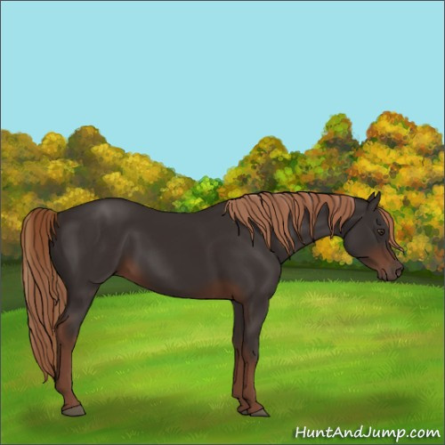 Horse Color:Liver Chestnut Rabicano 