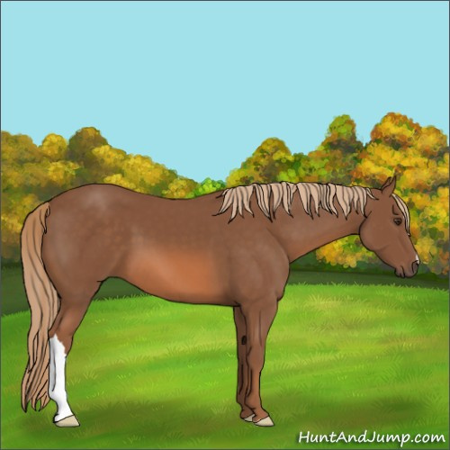 Horse Color:Chestnut 