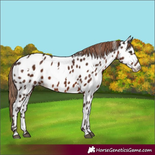 Horse Color:White Spotted Liver Chestnut Appaloosa 