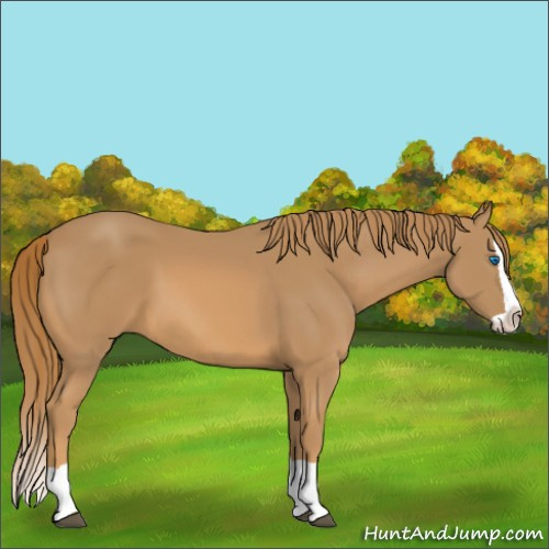 Horse Color:Chestnut Splash