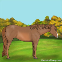 Horse Color:Chestnut Splash 
