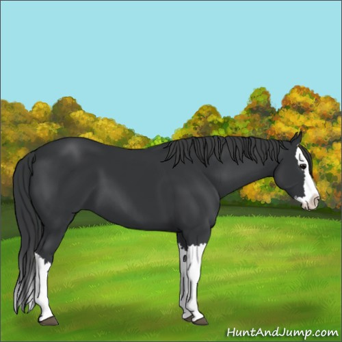 Horse Color:Black Splash