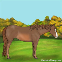 Horse Color:Chestnut Splash 