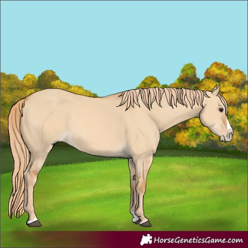 Horse Color:Red Dun Splash 