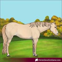 Horse Color:Red Dun Splash 