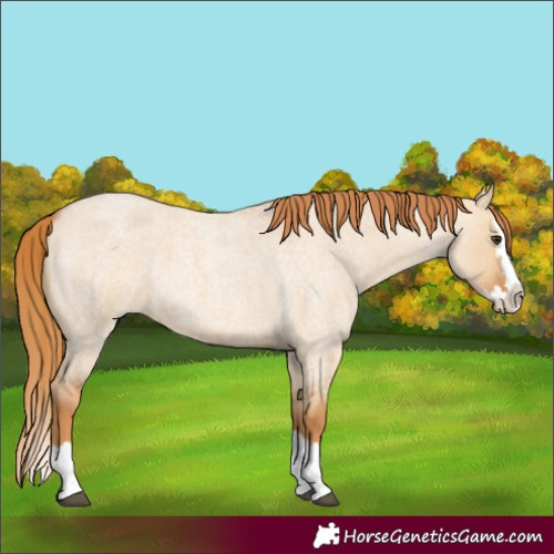 Horse Color:Red Dun Roan Splash