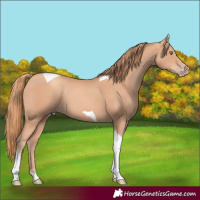 Horse Color:Gold Champagne Tobiano