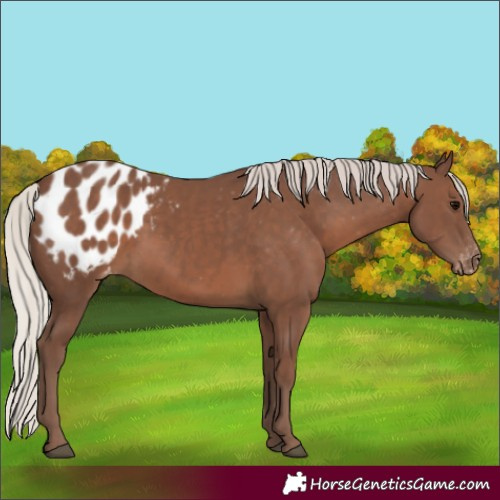 Horse Color:Silver Black Appaloosa Rabicano