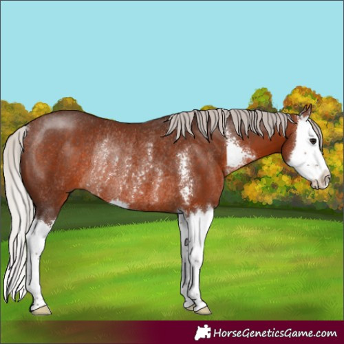 Horse Color:Silver Brown Sabino Splash Rabicano