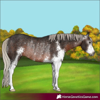 Horse Color:Gray Silver Brown Sabino Rabicano 