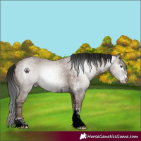 Horse Color:ERROR: UNKNOWN ANOMALY