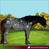 Horse Color:ERROR: UNKNOWN ANOMALY