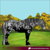 Horse Color:Black Sabino