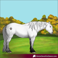 Horse Color:Gray Black Sabino 