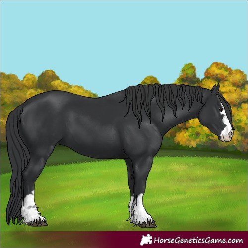 Horse Color:Black 