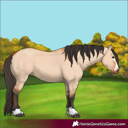 Horse Color:Bay Dun