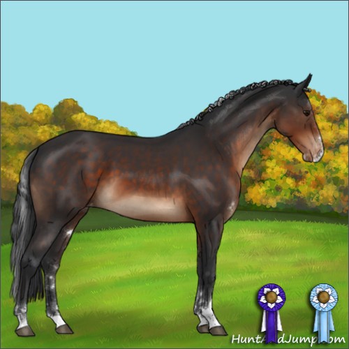 Horse Color:Brown Sabino Appaloosa Rabicano 